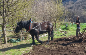 préparation des jardins avec le cheval de trait